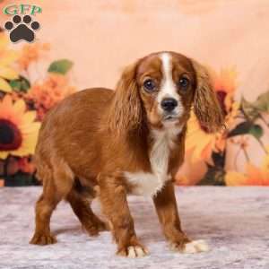 Clyde, Cavalier King Charles Spaniel Puppy